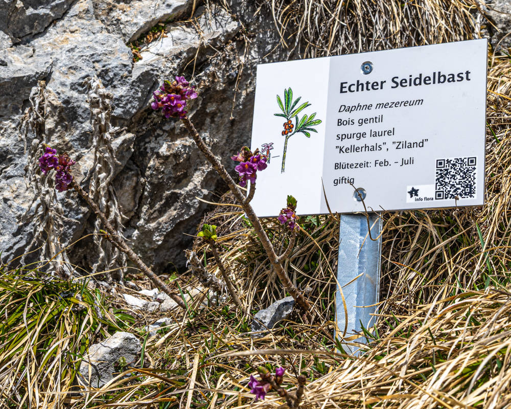 Echter Seidelbast