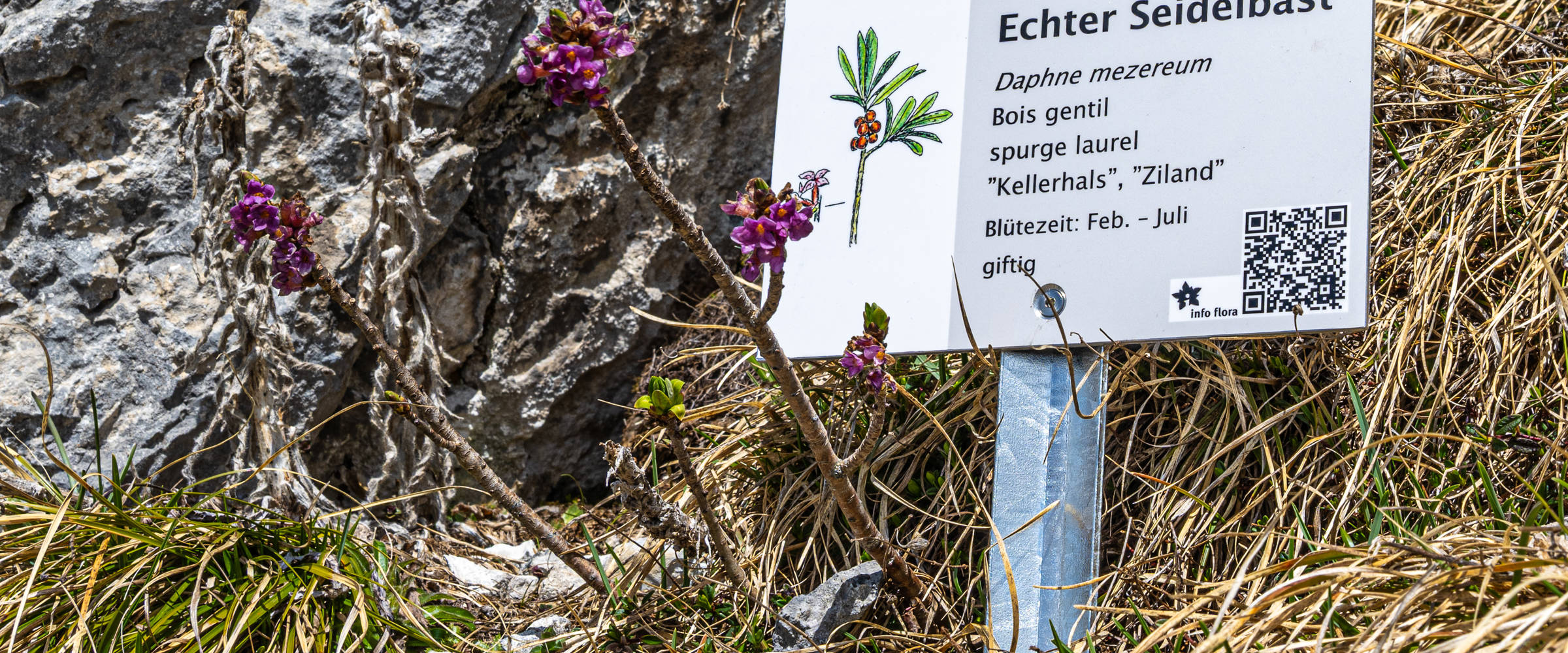 Echter Seidelbast NEU